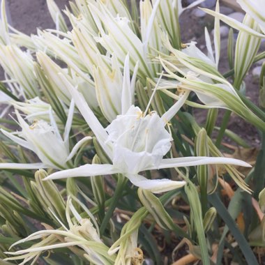 Pancratium maritimum