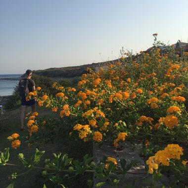 Lantana camara