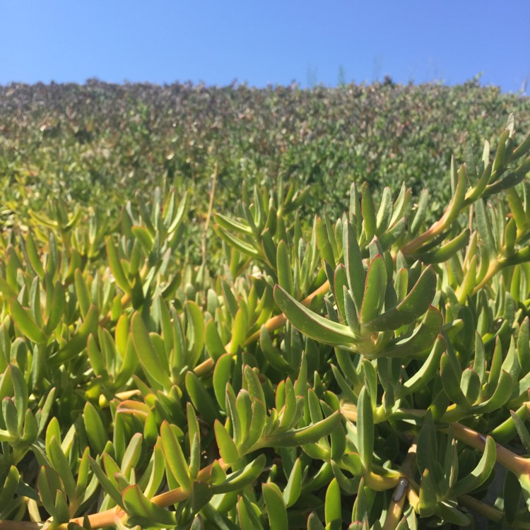 Plant image Carpobrotus edulis