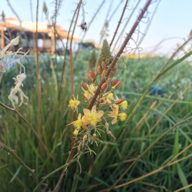 Bulbine frutescens