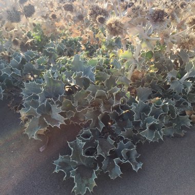 Eryngium maritimum