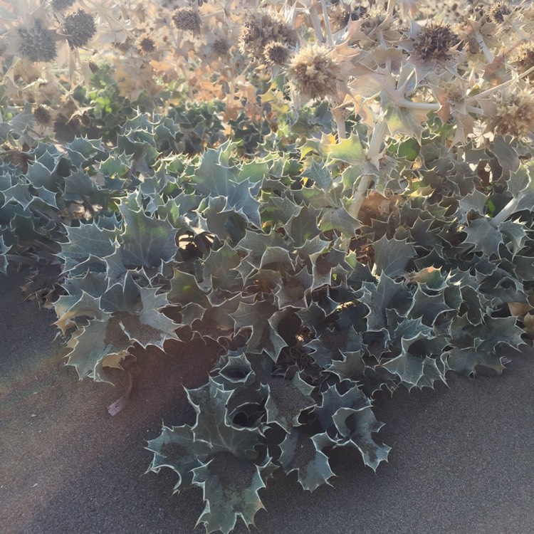 Plant image Eryngium maritimum