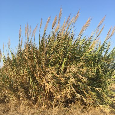 Arundo donax