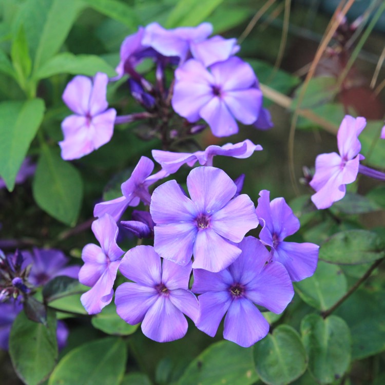 Plant image Phlox paniculata 'Blue Paradise'