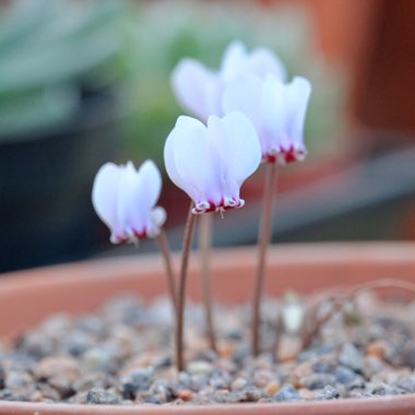 Cyclamen hederifolium subsp. crassifolium