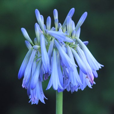 Agapanthus inapertus subsp. hollandii 'Sky' syn. Agapanthus inapertus 'Sky', Agapanthus 'Sky'