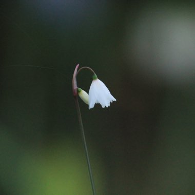 Acis autumnalis 'September Snow'