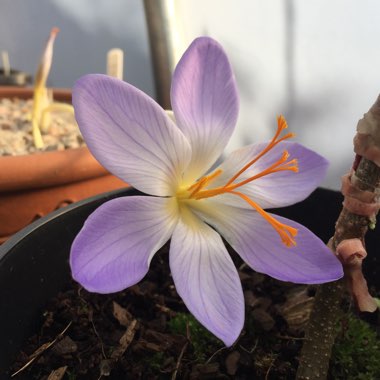 Crocus speciosus subsp. speciosus