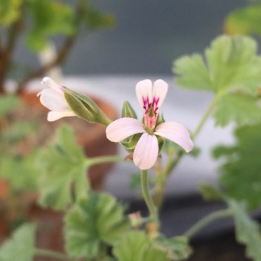 Pelargonium 'Ardwick Cinnamon'