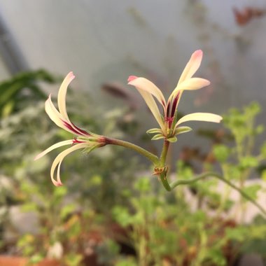 Pelargonium trifidum