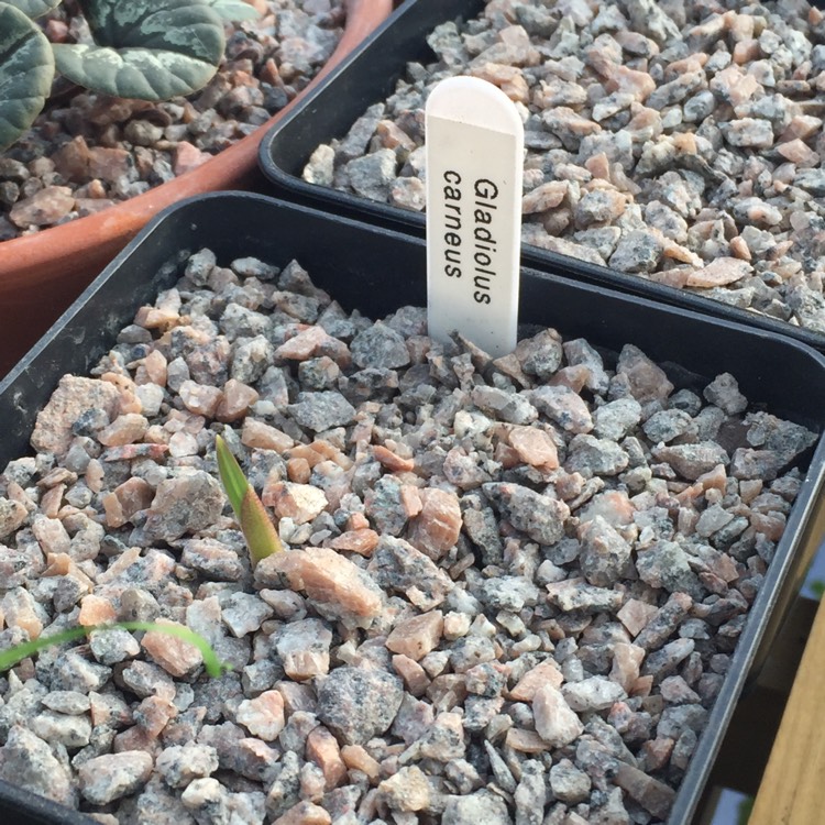 Plant image Gladiolus carneus