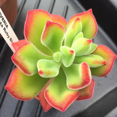 Echeveria Pulvinata 'Ruby Blush'