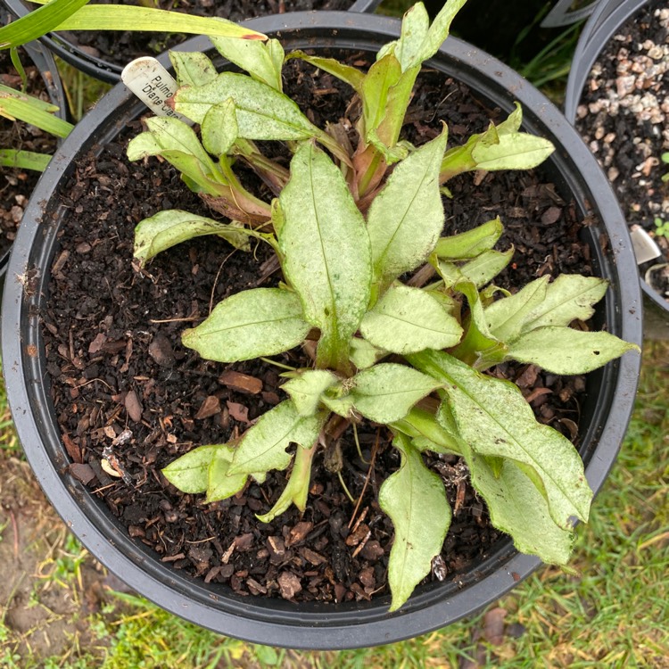 Plant image Pulmonaria 'Diana Clare'