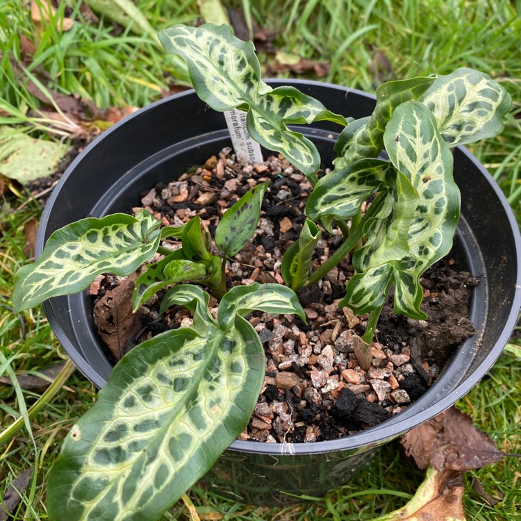 Plant image Arum italicum subsp. italicum 'Marmoratum'