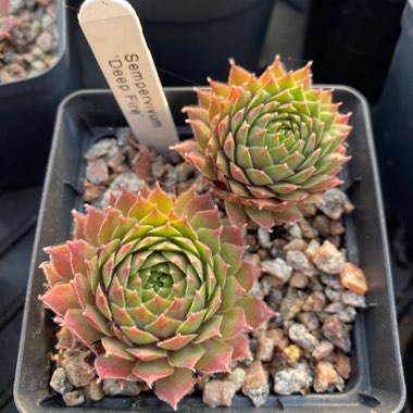 Sempervivum Deep Fire