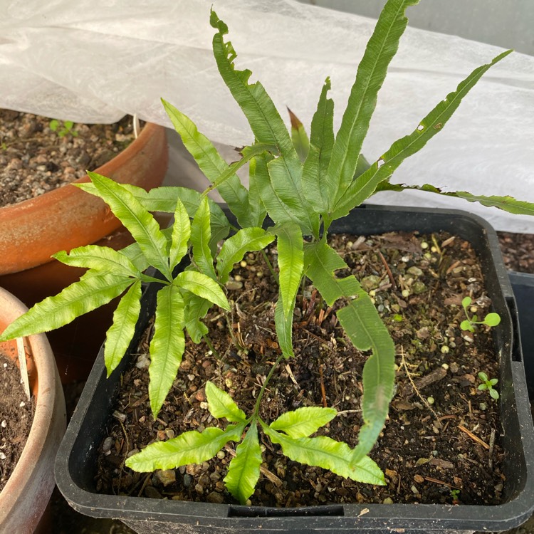 Plant image Pteris umbrosa