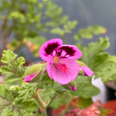 Pelargonium 'Royal Oak'