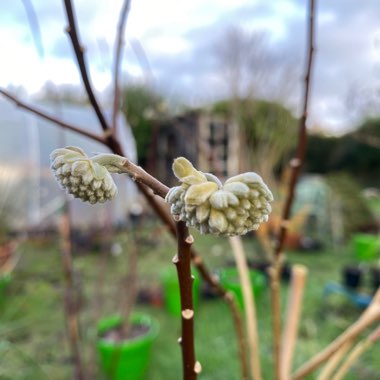 Edgeworthia chrysantha 'Red Dragon'