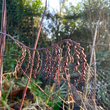 Stachyurus praecox