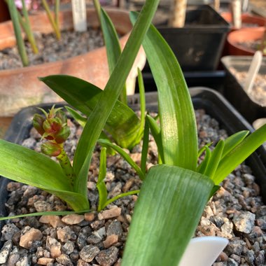 Lachenalia quadricolor