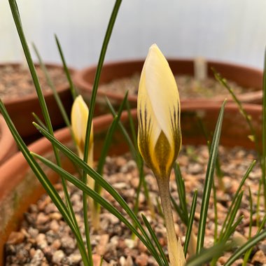 Crocus chrysanthus 'Snow Bunting'