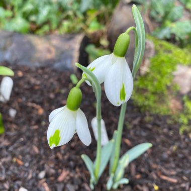 Galanthus 'Trumps'