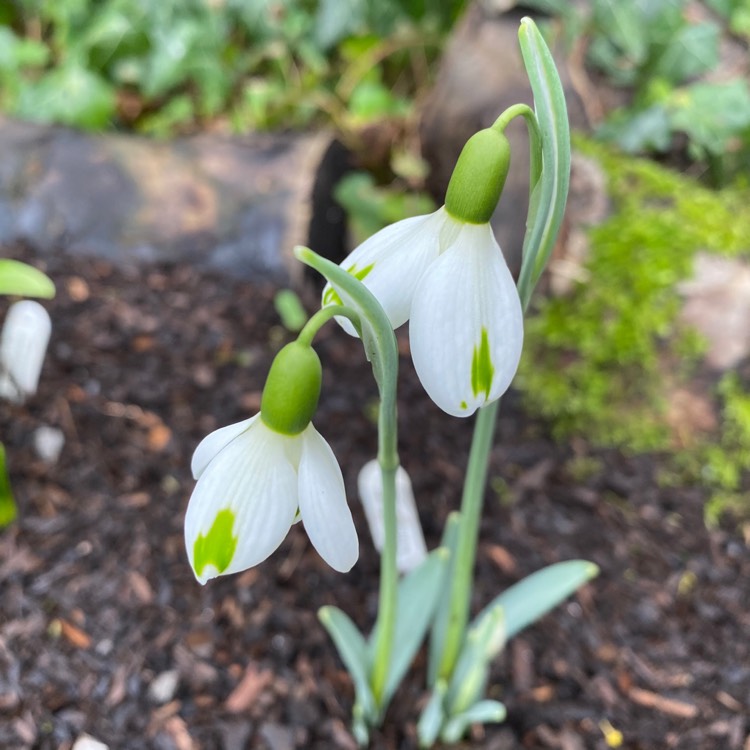 Plant image Galanthus 'Trumps'