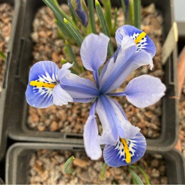 Iris 'Alida' syn. Iris reticulata 'Alida'