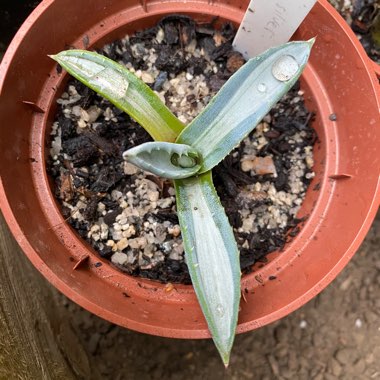 Agave americana 'Mediopicta Alba'