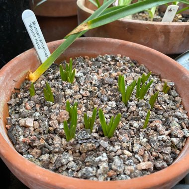 Muscari 'Mount Hood' syn. Muscari aucheri 'Mount Hood'