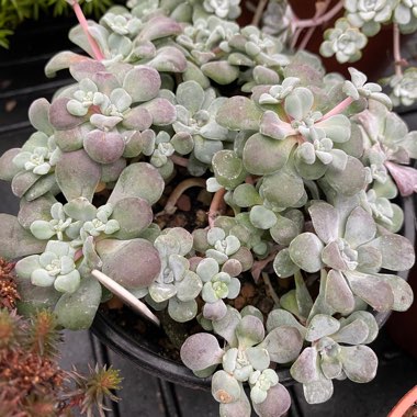 Sedum Spathulifolium 'Purpureum'