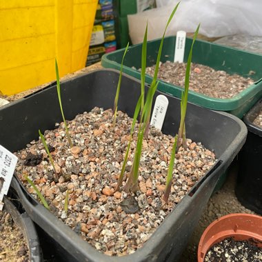 Ixia 'Yellow Emperor'