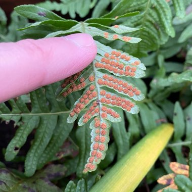 Polypodium vulgare