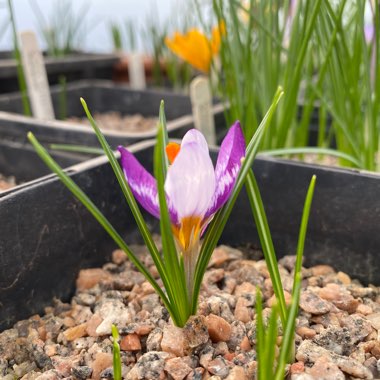 Crocus sieberi 'Hubert Edelsten'