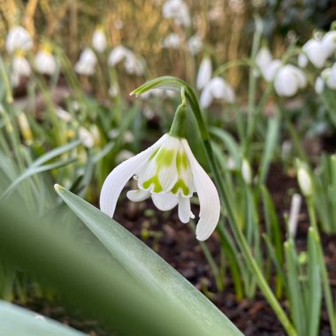 Galanthus 'Heffalump'