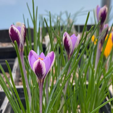 Crocus minimus