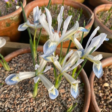 Iris 'Frozen Planet' syn. Iris reticulata 'Frozen Planet'