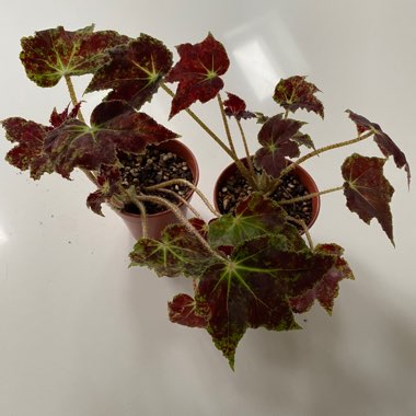 Begonia 'Burgundy Velvet'