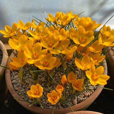 Crocus chrysanthus 'Goldilocks'