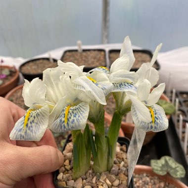 Iris 'Polar Ice' syn. Iris reticulata 'Polar Ice'