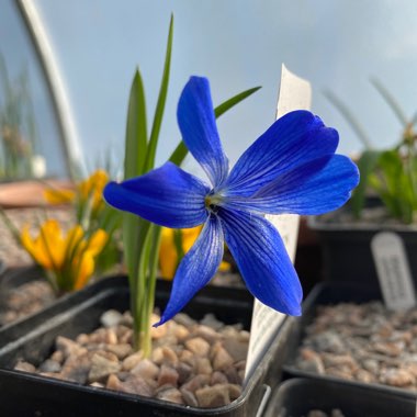 Tecophilaea cyanocrocus