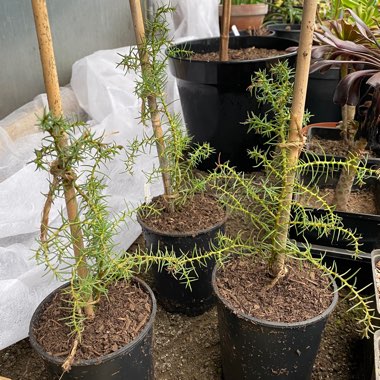 Cryptomeria japonica ‘Elegans'