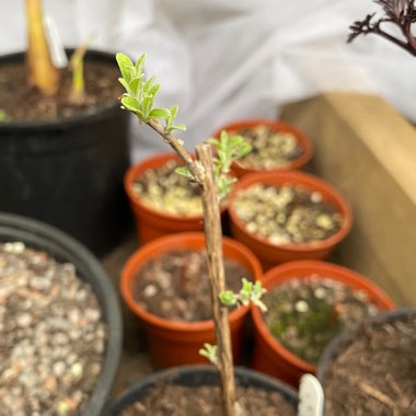 Buddleja alternifolia