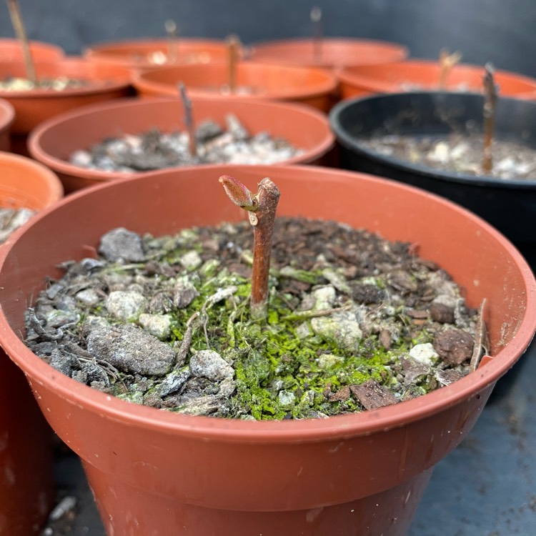 Plant image Actinidia kolomikta syn. Actinidia maloides