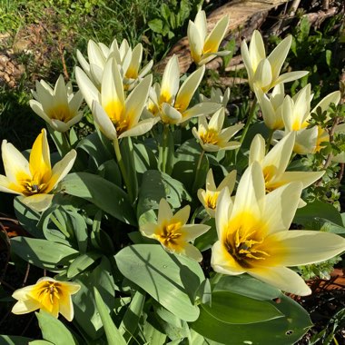 Tulipa 'Concerto'