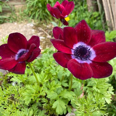 Anemone coronaria (De Caen Group) 'Bordeaux'