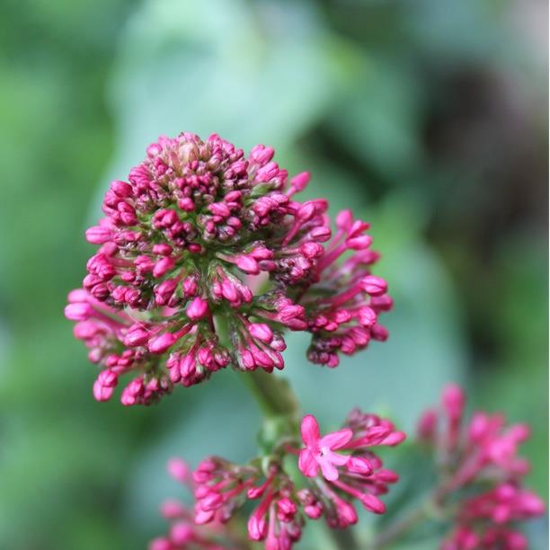 plant image 1351