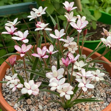 Rhodohypoxis baurii var. confecta