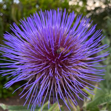 Cynara cardunculus syn. Cynara cardunculus Cardoon