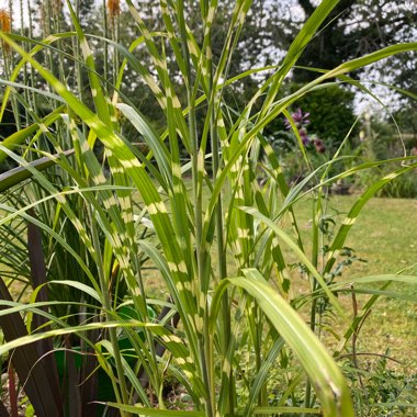 Miscanthus sinensis 'Zebrinus'